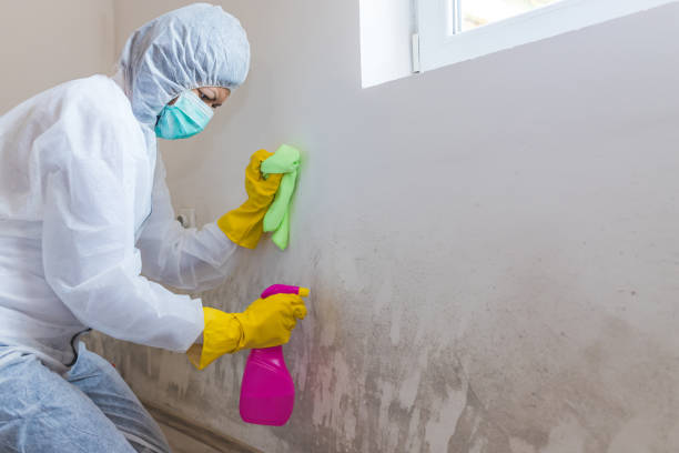 Best Mold Remediation for Rental Properties  in USA